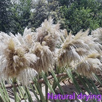 Herbe de la Pampa Séchée Naturelle Beige Champêtre en Gros pour Mariage Maison Hôtel