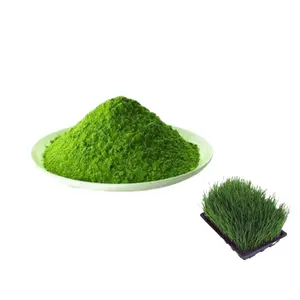 High Quality Barley Grass Extract Barley Grass Juice Powder Barley Grass Powder