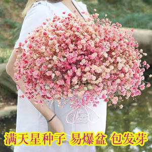 Origine des charmantes fleurs de gypsophile, idéales pour la décoration des jardins et des cours, ajoutez de l'élégance à votre jardin et à votre cour - Product Image 5