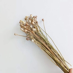Flores Secas Naturales Reales al por Mayor de Fábrica de Kunming, Amapola Seca para Arreglos Florales de Boda/Decoración en Estilo INS - Product Image 6