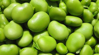 Poudre de protéines de fèves 65% de qualité alimentaire en vrac pour complément protéiné végétal