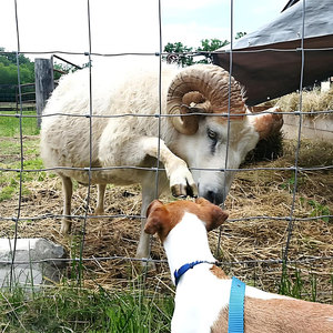 Clôture galvanisée directe d'usine de <span class=keywords><strong>grillage</strong></span> <span class=keywords><strong>pour</strong></span> la clôture de maille de champ de ferme de moutons de bétail - Product Image 1