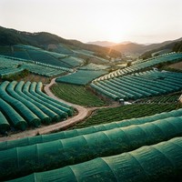 Filet multi-usages en HDPE vert anti-UV pour la récolte des fruits, l'ombrage des fermes, la barrière de sécurité de construction