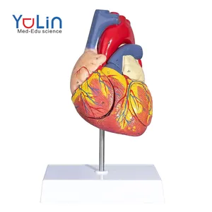 Модель человеческого сердца, 2 части, натуральный размер, анатомическая Точная медицинская модель сердца, анатомическая модель сердца для науки