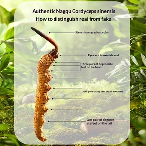 Strisce di <span class=keywords><strong>Cordyceps</strong></span> Militaris Essiccate 100g Senza Zolfo, Fungo Commestibile Coltivato per Zuppe e Infusi Erboristici, 3 Strisce per Grammo, Essiccate al Sole - Product Image 3