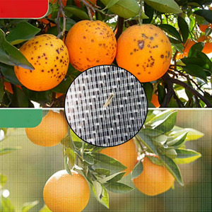 <span class=keywords><strong>Filet</strong></span> anti-insectes pour serre commerciale, Protection contre les insectes pour plantes de jardin et Fruits - Product Image 1