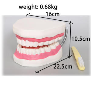 Modelo Dental Oral MAC-YJ30, Modelo Anatómico de Dientes de Niños con Caries, Dentadura Postiza MAXCARE de Resina PVC, para Enseñanza de Limpieza Dental en Jardín de Niños - Product Image 3