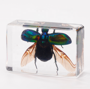 Insetti reali in resina esemplare di insetto insetti realistici animali realizzati in resina giocattoli per bambini collezione di biologia - Product Image 4