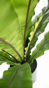 70cm24葉人工シミュレートプラスチック植物の装飾盆栽リアルなAsplenium nidus偽の鳥の巣シダNeottopteris