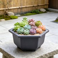 Planteur Soucoupe Hexagonal Pot de Fleur Forte Lumière du Soleil Pot de Fleurs