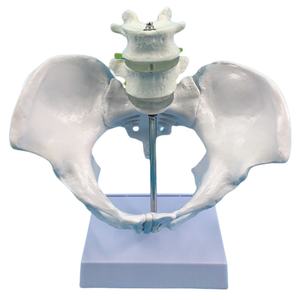 महिला श्रोणि हड्डी मॉडल, एनाटॉमी शिक्षण के लिए ठोस एक टुकड़ा संरचना-चिकित्सा ग्रेड Pvc - Product Image 1