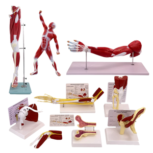 Modelo de Anatomía Muscular Humana, Figura de la Musculatura <span class=keywords><strong>del</strong></span> <span class=keywords><strong>Cuerpo</strong></span> <span class=keywords><strong>Humano</strong></span> para la Enseñanza Médica y el Aprendizaje de Anatomía - Product Image 6