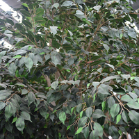 Arbre ficus banian artificiel de grande taille personnalisé en usine, écologique, ignifuge, pour la décoration de la maison et du jardin à Pâques