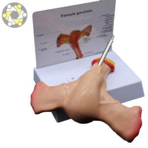 Modelo Anatómico Femenino de Alta Calidad, Órganos <span class=keywords><strong>Genitales</strong></span> <span class=keywords><strong>Internos</strong></span> (Útero), Diseño Correcto, Material de PVC, Tamaño de 20 cm, para Uso Médico - Product Image 3