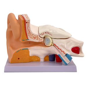 Modèle d'oreille humaine agrandi pour l'enseignement et la simulation, anatomie de l'oreille, oreille externe, moyenne et interne, système auditif, structure de l'oreille, médical - Product Image 1