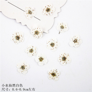 Y-E016 all'ingrosso reale secco pressato fiore 15 colori chiodi Daffodils fiori pressati per la resina gioielli collana decorazione del chiodo - Product Image 5