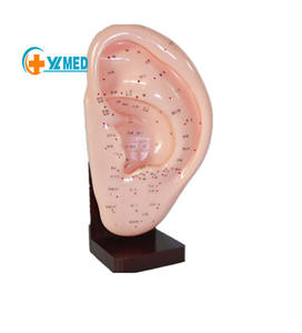 Modelo de Acupuntura de Oído, Modelo de Puntos de Acupuntura Chinos, Oído de 22 cm con Puntos de Acupuntura, Modelo de Enseñanza de Medicina - Product Image 1
