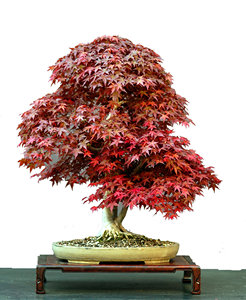 Kit de Cultivo de Bonsái de Cedro Japonés, Apto para <span class=keywords><strong>Principiantes</strong></span> y Entusiastas del Bonsái, También Puede Usarse para Plantar en el Jardín - Product Image 1