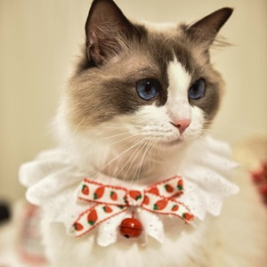 Bavoir en coton et dentelle pour chat, motif ananas, bandana décoratif, accessoire pour animaux de compagnie - Product Image 4