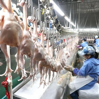 Abattoir de volaille de poulet en conteneur mobile 500BPH -1000BPH entièrement automatique pour abattoir à petite échelle