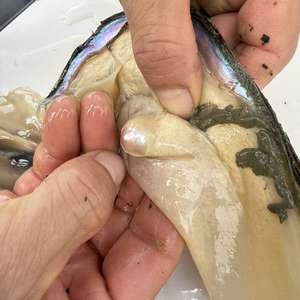 Acqua dolce coltivata di grandi dimensioni colore viola singolo due barocche <span class=keywords><strong>ostriche</strong></span> vongole con vaccino imballaggio per Live Open - Product Image 1