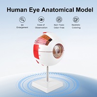 Modèle d'œil anatomique TB-01 pour la formation et la démonstration ophtalmologiques, marque Innovue Opto, matériau ABS, garantie 1 an