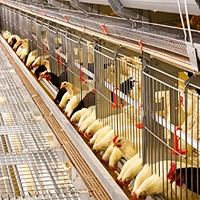 Nouveau système de cages en batterie pour poulets de chair en acier galvanisé à chaud de type H automatique