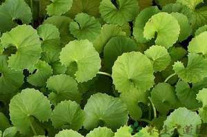 BCI fabrika kaynağı ücretsiz örnek Centella Best ca yaprak ekstresi <span class=keywords><strong>Gotu</strong></span> <span class=keywords><strong>Kola</strong></span> ekstresi toz 10% coside 90%-en iyi fiyat ile - Product Image 4