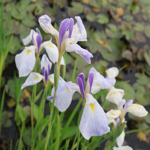<span class=keywords><strong>Iris</strong></span> Japonés 'Komachimusume' - <span class=keywords><strong>Planta</strong></span> Acuática Adecuada para Estanques de Jardín e Invernaderos - Product Image 3