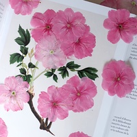 Fleurs de cerisier japonaises séchées de qualité supérieure, qualité alimentaire, pour la décoration de pâtisserie et les confettis de mariage, stock en vrac