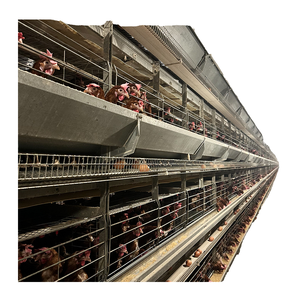 Jaulas <span class=keywords><strong>de</strong></span> <span class=keywords><strong>gallinas</strong></span> ponedoras automáticas tipo H para cría y venta, jaulas <span class=keywords><strong>de</strong></span> batería para <span class=keywords><strong>gallinas</strong></span> ponedoras, gallineros para granjas avícolas, <span class=keywords><strong>gallinas</strong></span> ponedoras RTL - Product Image 1