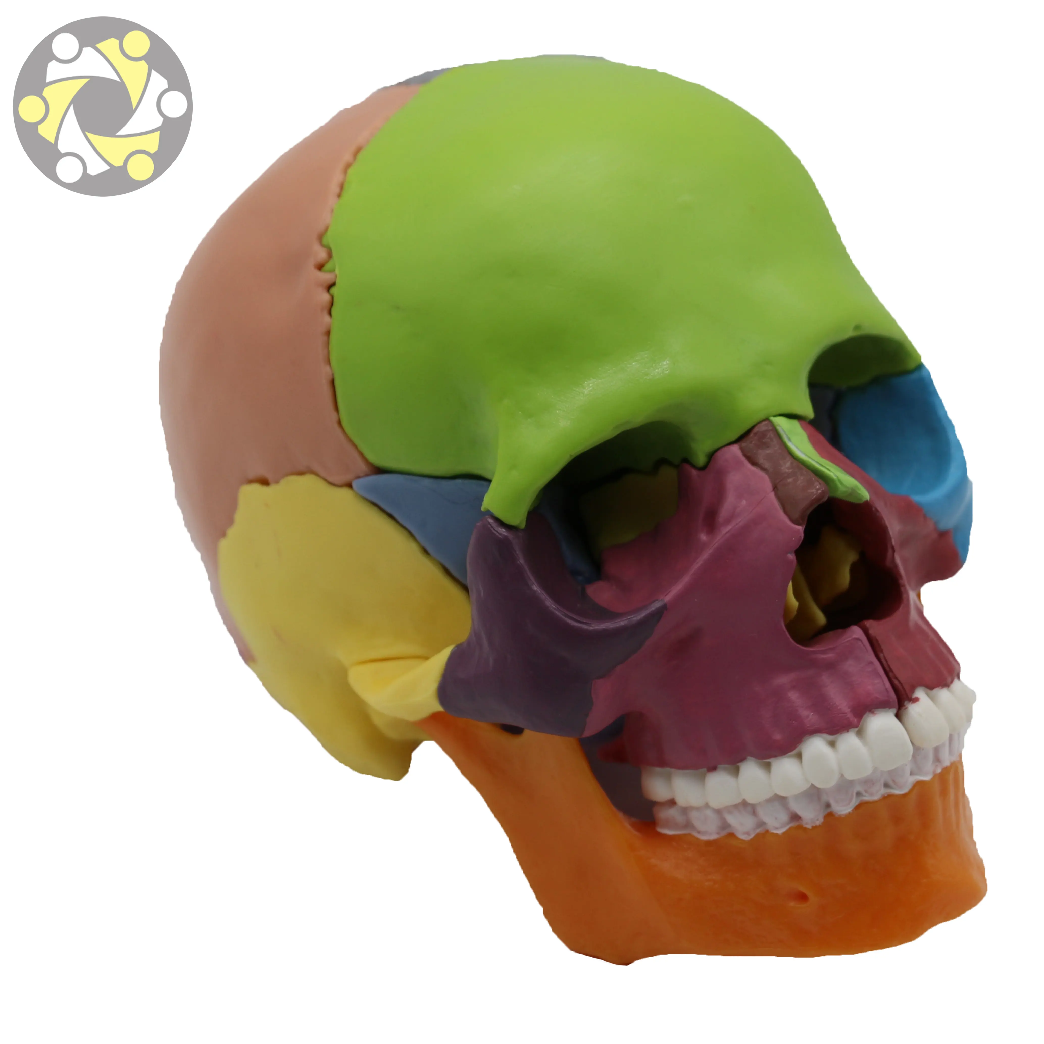 العلوم الطبية الملونة تشريحي انفصال 15 أجزاء البلاستيك الإنسان مجسم لجمجمة للبيع