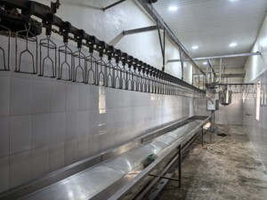 Linea di Produzione Automatica per Macellazione di Polli Intero per Spazi Ristretti - Product Image 4