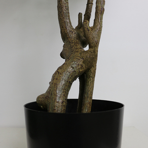 Al aire libre interior hogar Ornamental tamaño pequeño Faux planta en maceta bonsái Artificial Lovesick árbol <span class=keywords><strong>Acacia</strong></span> árbol para la venta - Product Image 5