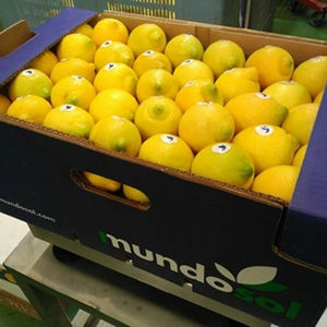 Limones Frescos y Ácidos de Primera Calidad en Venta a Precio de Mayoreo, Origen Sudáfrica - Product Image 1