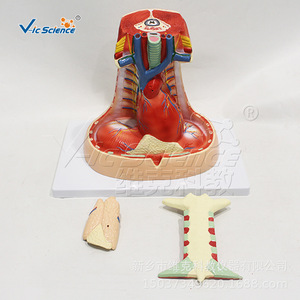 Modèle anatomique naturel du médiasstène, 3 parties détachables, outil pédagogique pour les étudiants en médecine. - Product Image 1