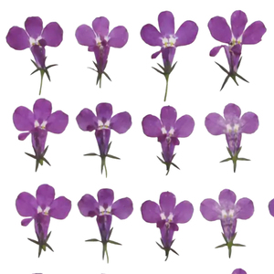 Nature Bleu Violet <span class=keywords><strong>Lobelia</strong></span> DIY Fleurs Pressées pour la Fabrication de Bougies Bijoux en Résine - Product Image 5