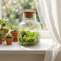 Vase en verre borosilicate de haute qualité OEM avec couvercle en liège pour plantes hydroponiques et mousse