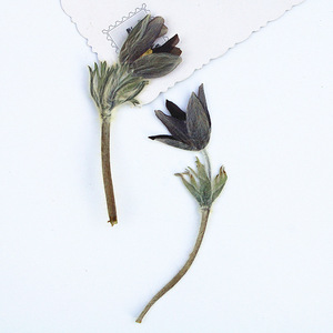 <span class=keywords><strong>Fiori</strong></span> di Pasquefiori Essiccati e Pressati all'Ingrosso per Inviti di Nozze, Decorazioni per la Casa, Fai-da-Te e Artigianato - Product Image 4