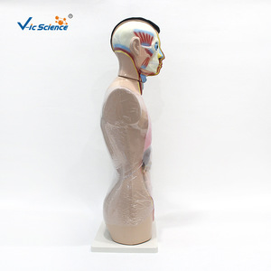 Modèle de tête, cou et torse de 85 cm : Anatomie du haut du corps masculin et organes internes - Aide pédagogique médicale - Product Image 4