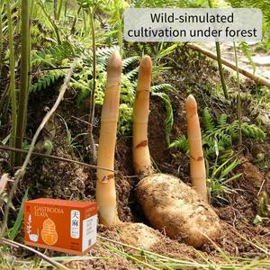 98% Food Grade gastrdia Elata Blume ekstrak bubuk putih suplemen Herbal untuk tidur kemasan otomatis akar wadah plastik - Product Image 2