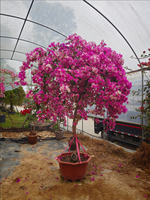 Bunga Hias Bougainvillea Kelopak Ganda Warna Putih Ungu Oranye-Berbilang Warna Tanaman Bonsai