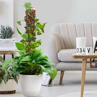 Bâtons de croissance pour plantes de jardin d'intérieur, piquets de soutien pour Monstera Plastic Moss Pole, 24 pouces, 16 pouces