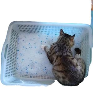 Litière pour chat en gel de silice non agglomérant, sable de remplissage, cristal bleu propre, pour le nettoyage des toilettes pour chats - Product Image 5