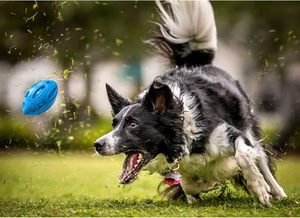 Jouets à mâcher pour chiens en caoutchouc TPR de haute qualité de qualité alimentaire jouets interactifs écologiques et durables pour animaux de compagnie sans danger pour les animaux de compagnie en gros - Product Image 3
