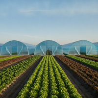 Serre tunnel agricole à simple travée en film plastique avec structure en acier galvanisé et film PE pour la culture de tomates et de laitues