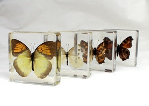 Recursos didácticos, exhibición de artesanías de resina, espécimen de mariposa Real, colección de espécimen preservado de mariposa, regalos para niños - Product Image 2