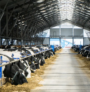 Structure en acier préfabriquée durable pour la fabrication en usine de bâtiments de ferme laitière en acier - Product Image 2