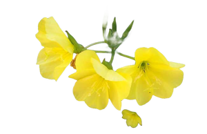 Aceite orgánico puro de Neroli Citrus Aurantium <span class=keywords><strong>Amara</strong></span> Flower Liquid para productos químicos para el cuidado del cabello - Product Image 6