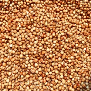 Grano de Sorgo Rojo de Calidad de Exportación para la Producción de Cerveza, Alimentación Animal y Agricultura Sostenible, Disponible en Grandes Cantidades - Product Image 4